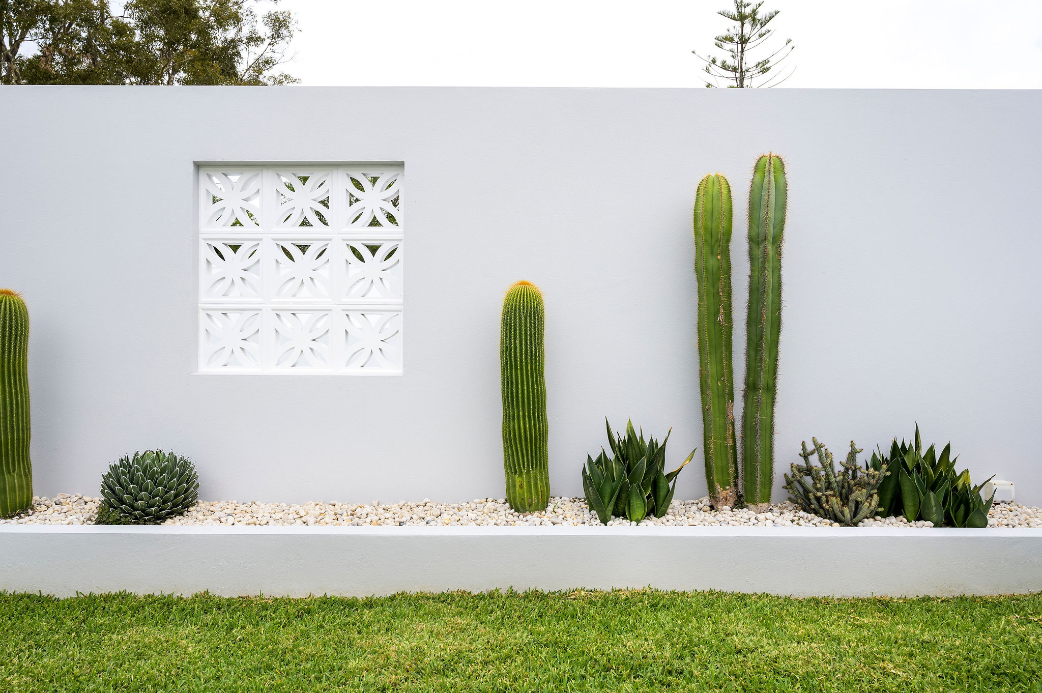 cactus in garden bed